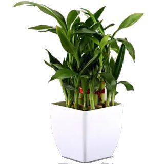 Two layer Bamboo Plant Standard at Rs.349